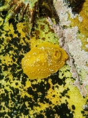 Doris verrucosa