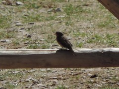 Phoenicurus ochruros