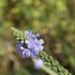 Gulf Vervain - Photo (c) blake hendon, some rights reserved (CC BY-NC), uploaded by blake hendon