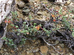 Hermannia cuneifolia