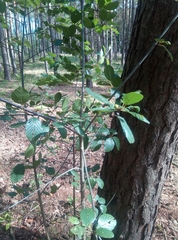 Frangula alnus