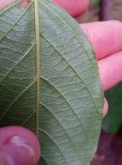Frangula alnus
