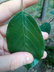 Frangula alnus
