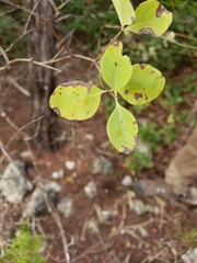 Lonicera albiflora