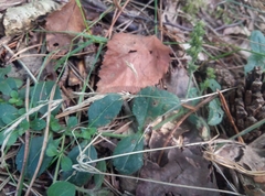 Veronica officinalis