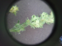 Veronica officinalis