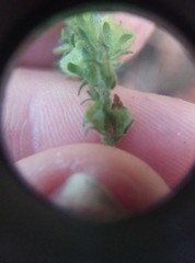 Veronica officinalis