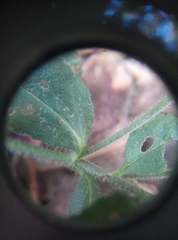 Veronica officinalis