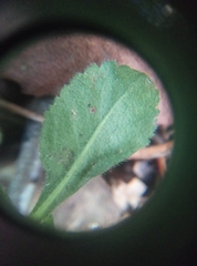 Veronica officinalis