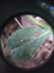 Veronica officinalis