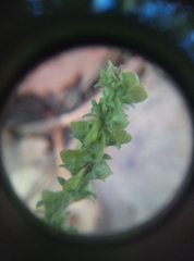 Veronica officinalis