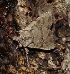 Lithophane disposita