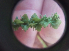 Veronica officinalis