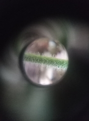 Veronica officinalis