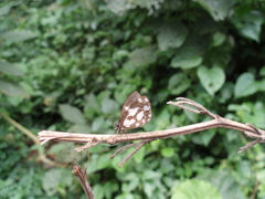 Falcuna orientalis orientalis