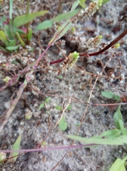 Illecebrum verticillatum