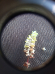 Illecebrum verticillatum