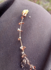 Illecebrum verticillatum