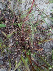 Illecebrum verticillatum