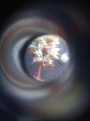 Illecebrum verticillatum