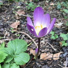 Colchicum