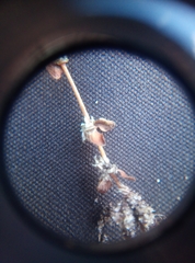 Illecebrum verticillatum