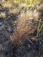 Cleistogenes squarrosa