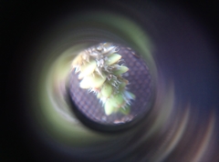 Illecebrum verticillatum