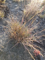 Cleistogenes squarrosa