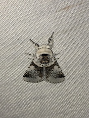 Furcula scolopendrina