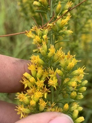 Solidago speciosa rigidiuscula