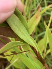 Solidago speciosa rigidiuscula