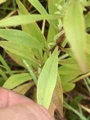 Solidago speciosa rigidiuscula