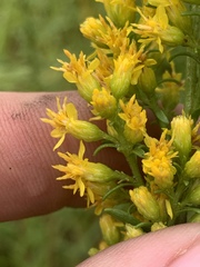 Solidago speciosa rigidiuscula
