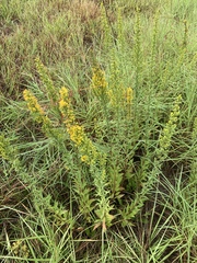Solidago speciosa rigidiuscula