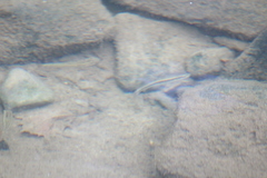 Rhinichthys atratulus