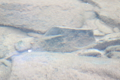 Rhinichthys atratulus