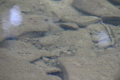 Rhinichthys atratulus