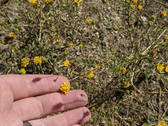 Lessingia glandulifera