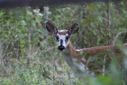 White-tailed Deer photographed in Pennsylvania