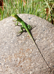 Ctenosaura macrolopha