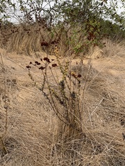 Eriogonum fasciculatum