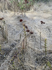 Eriogonum fasciculatum