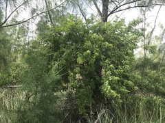 Vachellia choriophylla