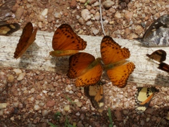 Phalanta eurytis eurytis