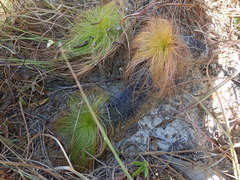 Bulbostylis paradoxa