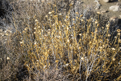 Acamptopappus sphaerocephalus