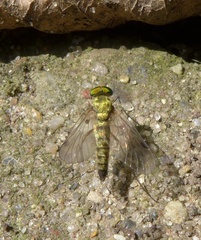 Chrysopilus asiliformis