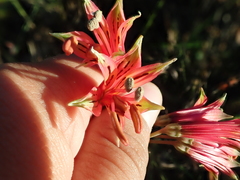 Alstroemeria stenopetala