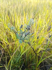 Astragalus suffruticosus